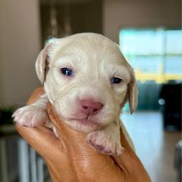 Cream female-4200 - Cream female Dachshund puppy in Winter Haven, Florida from Dreamwork Dachshunds