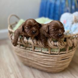Boy 2 - Red male Cavapoo puppy in San Jose, California from Doodle Amore