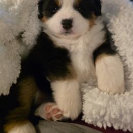 Miniature American Shepherd Puppies from All About Me Miniature American Shepherds