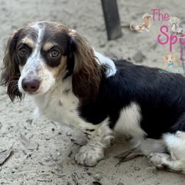 Odie - Dachshund