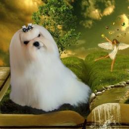 Missy - Maltese