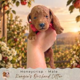 Honeycrisp - Red  male Goldendoodle puppy in Norcross, Georgia from Teddy Puppies