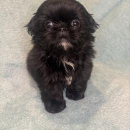 Bowie - Black male Shih Tzu puppy in California from Boodaboo Shih Tzu’s