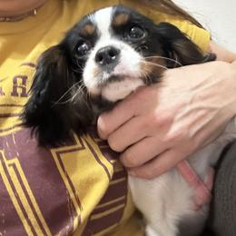 Cavalier King Charles Spaniel and Cavapoo Puppies from Hattie’s Texas Cavapoos