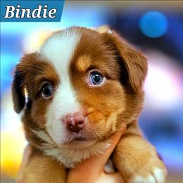 Bindie - Red tri female Miniature Australian Shepherd puppy in Punta Gorda, Florida from Christie's Creekside Aussies