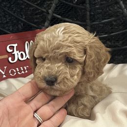 Cavapoos and Goldendoodles from Countyline Doodles LLC