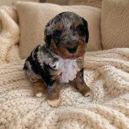 Luna - Merle female Bernedoodle puppy in Gilbert, Arizona from LittleLegacyDoodles