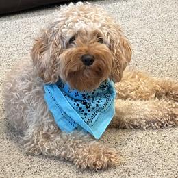 Piper - Cockapoo