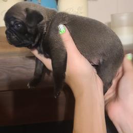Girl 1 - Silver female Pug puppy in Carbon Hill, Alabama from Gleaton's Pugs