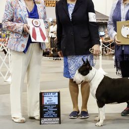 Bull Terriers from Lechmere Bull Terriers