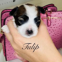 Tulip - Black & tan tri-color female Morkie puppy in Deltona, Florida from Pink Purse Designer Breeds