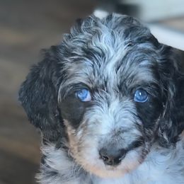 Assorted Doodle Crosses, Australian Shepherds, Bernedoodles, and Saint Berdoodles from Donciedoodlesohio.com