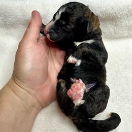 Sable - Sable male Bernedoodle puppy in Holt, Missouri from Mindys Doodles