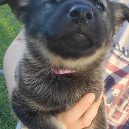 Purple - Black and gray male Norwegian Elkhound puppy in Northfield, Minnesota from Furever Elkhounds