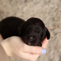 Pink - Chocolate female Australian Labradoodle puppy in Williamstown, New York from Lewis Manor Labradoodles