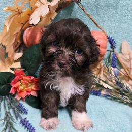 Light Chocolate Girl - Chocolate female Havanese puppy in Vinita, Oklahoma from Locust Creek Shih Tzu & Havanese