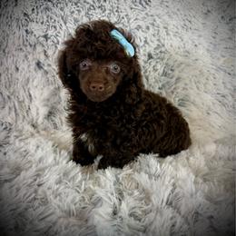 Tiny Elijah - Brown male Poodle puppy in Newcomerstown, Ohio from Sheri’s Lil Angel’s