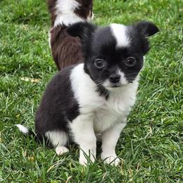Oreo - Black and white male Chihuahua puppy in Amity, Pennsylvania from Baxters Chihuahuas
