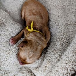 Dilute Retriever and Labrador Retriever Puppies from LC Hunting Labs, LLC.