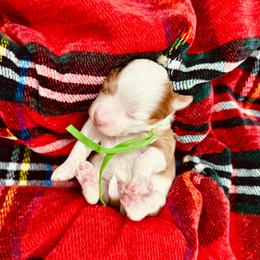 Mike Wheeler - Red merle male Aussiedoodle puppy in Dunn, North Carolina from Sandy Creek Kennels