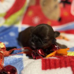 Red girl - Red female Shih Tzu puppy in Sharon, Pennsylvania from Keystone Danes and Shih tzus