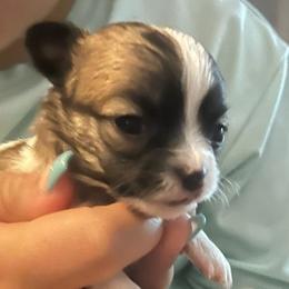 Chihuahua puppies from Applewood Chihuahuas
