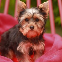 Cute Girl - Blue and gold female Yorkshire Terrier puppy in Stanton, California from Essence of Grace Yorkies