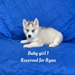 Baby girl 1 - Gray and white female Siberian Husky puppy in Ocala, Florida from Florida Husky Puppies