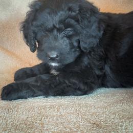 Walter - Black and white male Bernedoodle puppy in Grant City, Missouri from Timberline Paws