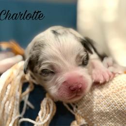 Charlotte - Blue merle female Miniature Australian Shepherd puppy in Sandy Hook, Kentucky from RidgeTop Aussies
