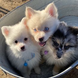 Pomeranian, Pomsky, and Siberian Husky Puppies from Pine & Sea Poms and Pomskies