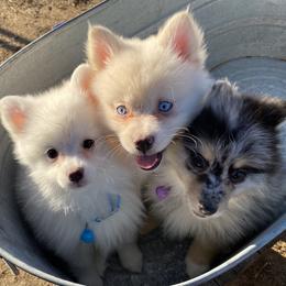 Pomeranian, Pomsky, and Siberian Husky Puppies from Pine & Sea Poms and Pomskies