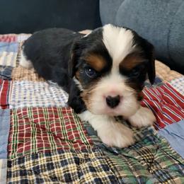 Zuma - Tri-color male Cavalier King Charles Spaniel puppy in Stockdale, Texas from Great Oaks Farm Cavaliers