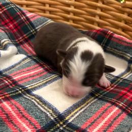Lassie - White and red female Border Collie puppy in Centerton, Arkansas from Chappell Breeding