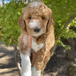 Goldendoodle Puppies from Paddington Doodles