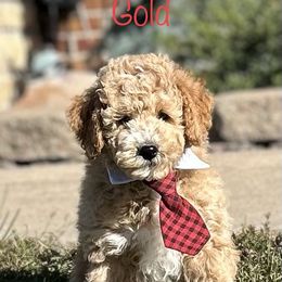 Assorted Doodle Crosses and Aussiedoodle Puppies from Parrish Precious Ones Missouri