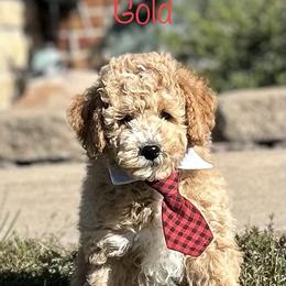 Assorted Doodle Crosses and Aussiedoodle Puppies from Parrish Precious Ones Missouri