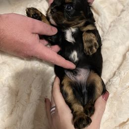 Cavalier King Charles Spaniel Puppies from Cassie’s Cavaliers