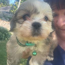 Teddy AKC boy 1 light blue collar - Red gold male Lhasa Apso puppy in Chico, California from Lhasa Apsos of northern Ca . Biewer terriers of northern California