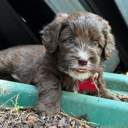 Lula - Chocolate female Australian Labradoodle puppy in Mount Gilead, North Carolina from Tillery Labradoodles