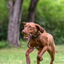 German Shepherds and Vizslas from Augenblick Kennels