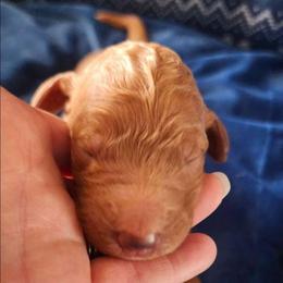 Ruby - Red  female Goldendoodle puppy in Freedom, New York from Samantha's Goldendoodles