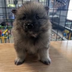PINK GIRL - Black and silver female Keeshond puppy in Fayetteville, Tennessee from Erbekees-Keeshonden