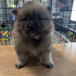 PINK GIRL - Black and silver female Keeshond puppy in Fayetteville, Tennessee from Erbekees-Keeshonden