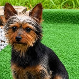 Yorkshire Terriers from Gone to the Dogs Kennel