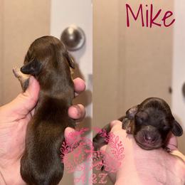 Mike - Cream male Dachshund puppy in Hornbeck, Louisiana from A&Z Mini Dachshunds