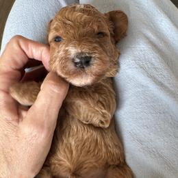 Amethyst - Apricot male Goldendoodle puppy in Gilbert, Arizona from DogHouse Doodles