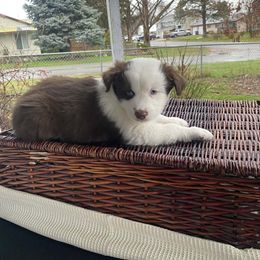 Oak - Red & white male Miniature Australian Shepherd puppy in Oroville, Washington from High Mountain Aussies
