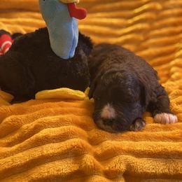 Schnoodle Puppies from Noodle Tings Puppies