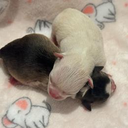 TBD 1 - Black sabled fawn female Chihuahua puppy in Davenport, Florida from Clan Cordovathone